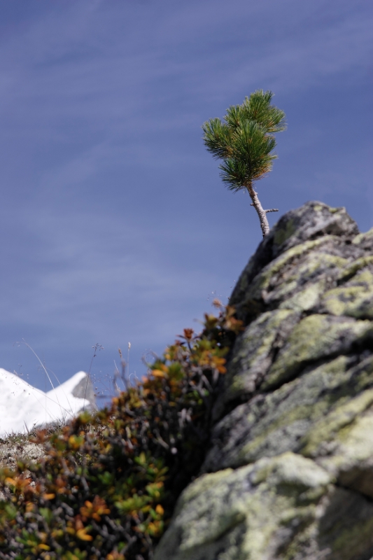 Mountain plants, Zermatt Switzerland 1.jpg